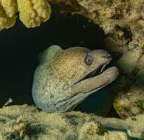 murène anguille Mooray Lycodontis onduler dans le rouge mer ai génératif photo