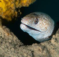 murène anguille Mooray Lycodontis onduler dans le rouge mer ai génératif photo