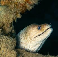 murène anguille Mooray Lycodontis onduler dans le rouge mer ai génératif photo