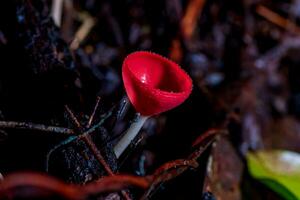 Champagne champignon, rose brûler tasse ou champignons tasse sur pourriture bois dans forêt. photo