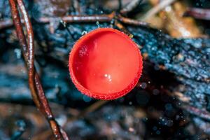 Champagne champignon, rose brûler tasse ou champignons tasse sur pourriture bois dans forêt. photo