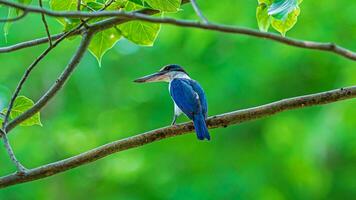 collier martin-pêcheur perché sur arbre photo