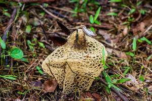 panier corne puante, dansant champignon, bambou champignon, bambou champignon dans forêt photo