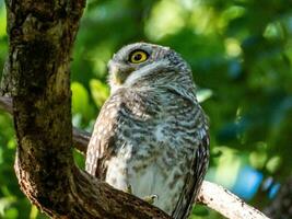 Pointé jeune hibou sur arbre dans le jardin photo