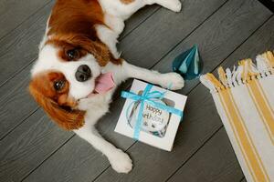 chiens anniversaire faire la fête. gâteau pour animal de compagnie fabriqué de biscuits dans forme de Viande os. mignonne chien portant fête chapeau à table avec délicieux anniversaire gâteau photo