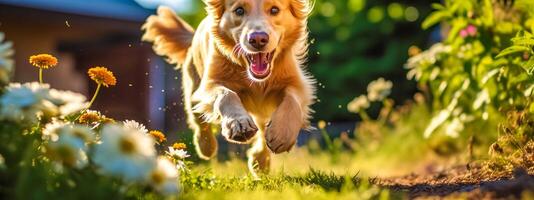 content chien fonctionnement à travers une vert fleuri prairie, bannière fabriqué avec génératif ai photo