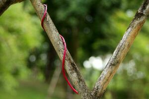 rouge tige de léche-botte plante autour vieux et sale bambou avec brouiller Contexte. photo