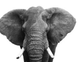 tête de l'éléphant isolé sur blanc Contexte. sauvage animal photo