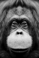 une magnifique noir et blanc portrait de une singe à proche intervalle cette regards à le caméra photo