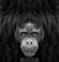 une magnifique noir et blanc portrait de une singe à proche intervalle cette regards à le caméra photo