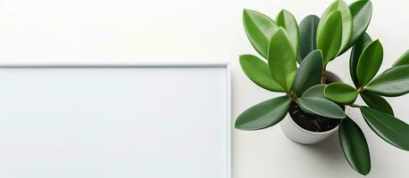 photo de une minimaliste mis en pot plante contre une blanc mur avec ample copie espace avec copie espace