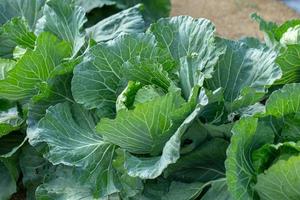 chou frais de la ferme chou de champ dans le jardin photo