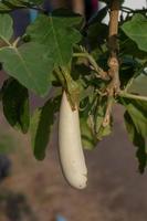 aubergine dans le jardin photo