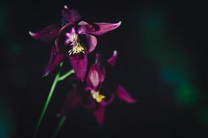 aquilegia atrata sur les préalpes italiennes photo