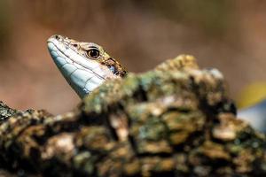 lézard au soleil photo