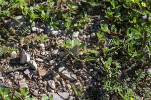 papillon polymmatus iacarus reposant sur le sol photo