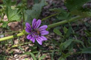 fleur de mauve avec une abeille photo
