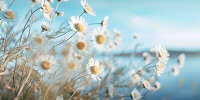 ai généré. ai génératif. Extérieur la nature sauvage fleurs camomille Marguerite plante à base de plantes paysage. graphique art photo