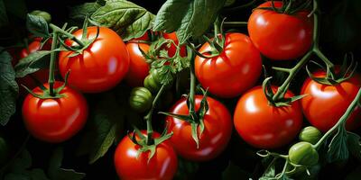 ai généré. ai génératif. beaucoup rouge Frais tomates des légumes agriculture. graphique art photo