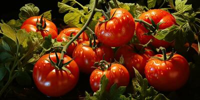 ai généré. ai génératif. beaucoup rouge Frais tomates des légumes agriculture. graphique art photo