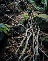 ai génératif des pierres et vieux arbre les racines sur le sol les racines dans le forêt Montagne fermer rochers Contexte avec espace pour conception produit afficher nationale parc krasnoïarsk piliers Sibérie photo