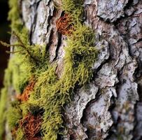 ai génératif texture de bouleau écorce avec lichen mousse sur le écorce de une arbre photo