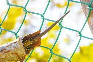 iguane queue caché dans clôture tuyau tube Mexique. photo