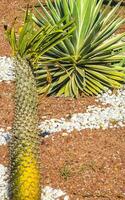 cactus tropicaux plantes de cactus jungle naturelle puerto escondido mexique. photo