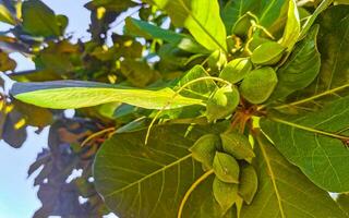 des noisettes des graines sur tropical arbre terminalia catappa mer amande Mexique. photo