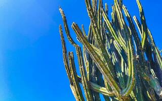 cactus tropicaux plantes de cactus jungle naturelle puerto escondido mexique. photo