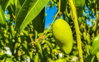 vert et Jaune mangues mûrir et pendre sur mangue arbre. photo