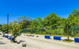 tropical la nature les plantes paumes des arbres sur trottoir playa del Carmen. photo