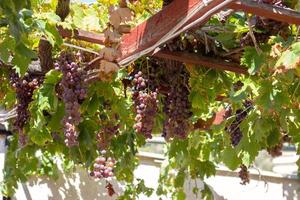 raisins mûrs sur vigne, un jour d'été photo