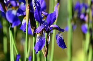 beaucoup d'iris bleu vif photo