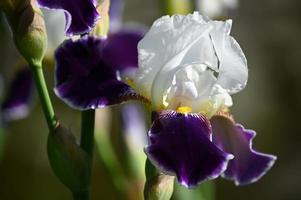 Fleur Iris Blanc-vert Veiné Avec Une Barbe Jaune Banque D'Images et Photos  Libres De Droits. Image 51462131