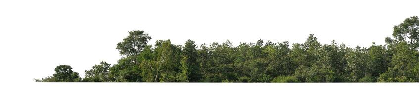 forêt et feuillage en été isolé sur fond blanc photo