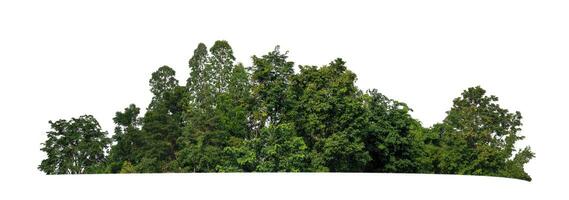 forêt et feuillage en été isolé sur fond blanc photo