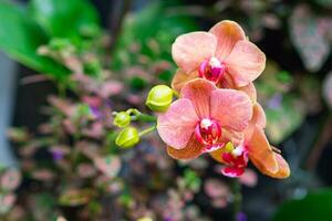 fermer de magnifique orchidées sont épanouissement avec Naturel Contexte photo