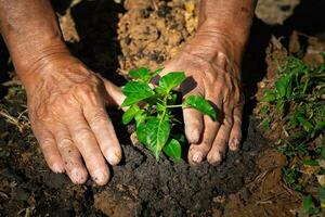 gros plan, de, mains, homme aîné, plantation, pousse, dans, sol photo