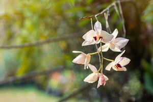 côté vue de orchidées fleur sont épanouissement pendaison sur arbre dans jardin photo