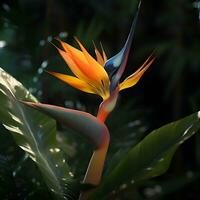 oiseau de paradis fleur strelitzia reginae. photo