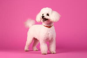 mignonne caniche dans nature, nationale géographie, large la vie animaux. ai généré. photo