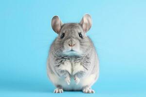 très mignonne chinchilla dans nature, nationale géographie, large la vie animaux. ai généré. photo