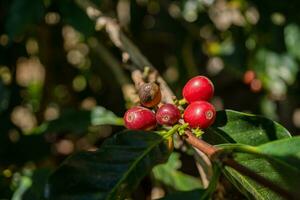 rouge brut café des haricots lorsque récolte saison. le photo est adapté à utilisation pour café magasin affiche, Contexte et contenu médias.