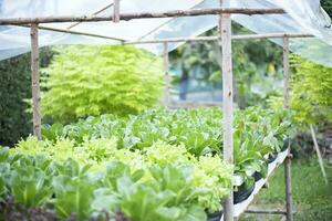 hydroponique herbes et des légumes à grandir à maison. photo