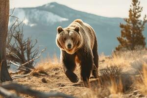 ours dans nature, nationale géographie, large la vie animaux. ai généré. photo