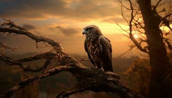 majestueux oiseau se percher sur bifurquer, en train de regarder tranquille le coucher du soleil dans la nature généré par ai photo