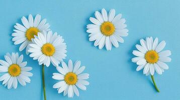 Marguerite fleurs avec lumière bleu papier Contexte bien pour multimédia numérique contenu création photo
