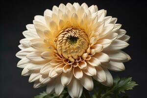 magnifique Jaune dahlia fleur sur foncé arrière-plan, fermer. ai génératif photo