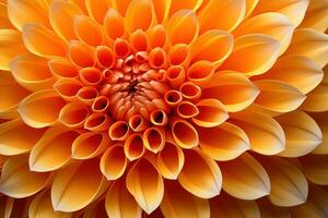 Jaune dahlia fleur fermer Contexte photo